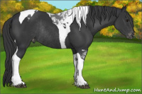 Horse Color:Black Tobiano Appaloosa Rabicano 