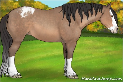 Horse Color:Sable Champagne Splash Appaloosa
