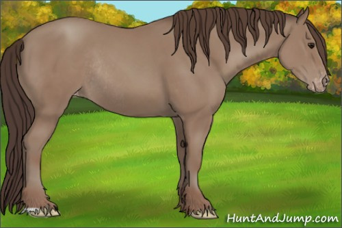 Horse Color:Classic Champagne Appaloosa Rabicano