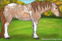 Horse Color:Chestnut Ice Tobiano Appaloosa Rabicano 