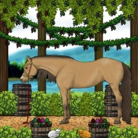 Horse Color:Buckskin 