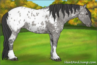 Horse Color:Grullo Ice Tobiano Appaloosa Rabicano 