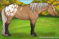 Horse Color:Silver Buckskin Dun Appaloosa Rabicano 
