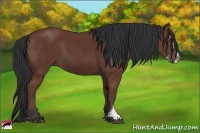 Horse Color:Bay Sabino 