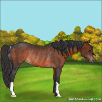 Horse Color:Brown Rabicano 
