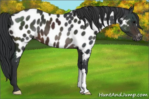 Horse Color:Brown Appaloosa 