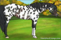 Horse Color:Brown Appaloosa 