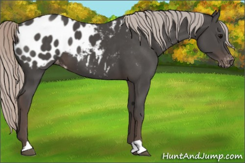 Horse Color:Silver Black Appaloosa 
