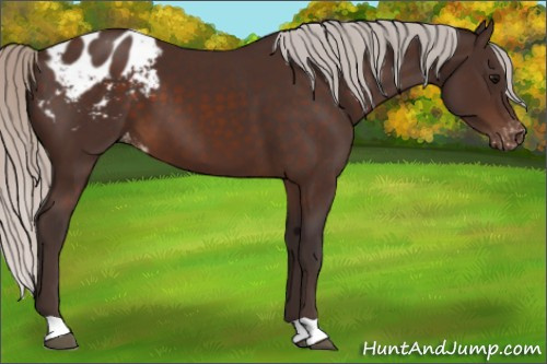 Horse Color:Silver Brown Appaloosa 