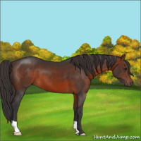 Horse Color:Brown 