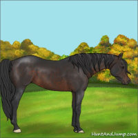 Horse Color:Brown 