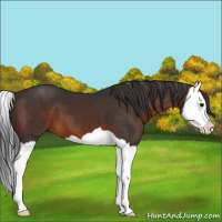 Horse Color:Brown Splash 