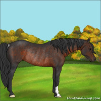 Horse Color:Brown Rabicano 