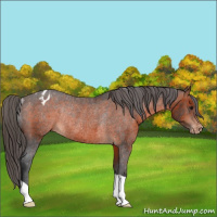 Horse Color:Brown Varnish Rabicano 