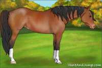 Horse Color:Brown Appaloosa