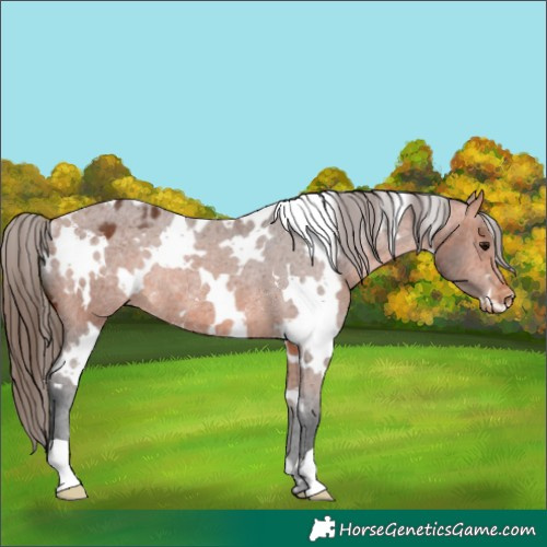 Horse Color:White Spotted Bay Appaloosa Rabicano 