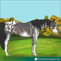 Horse Color:White Spotted Brown Appaloosa Rabicano 