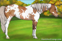 Horse Color:White Spotted Silver Brown Rabicano 