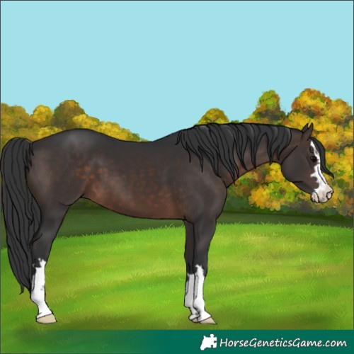 Horse Color:Brown 
