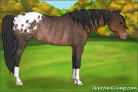 Horse Color:Brown Varnish Rabicano 