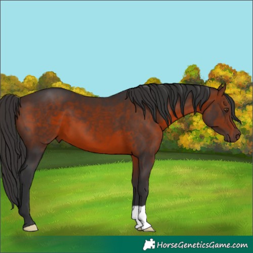 Horse Color:Brown 