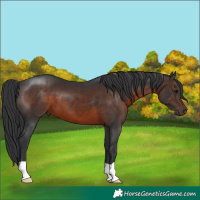 Horse Color:Brown 