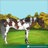 Horse Color:White Spotted Brown 