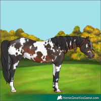 Horse Color:White Spotted Brown 