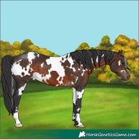Horse Color:White Spotted Brown 