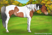 Horse Color:Bay Tobiano Rabicano 