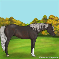 Horse Color:Silver Brown 