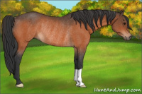 Horse Color:Bay Rabicano 