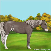 Horse Color:Silver Black Sabino 