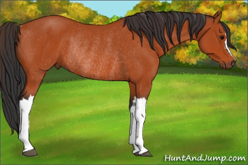 Horse Color:Bay Rabicano 