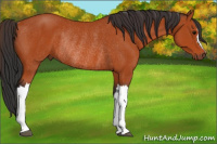 Horse Color:Bay Rabicano 