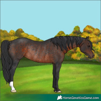 Horse Color:Brown Rabicano 