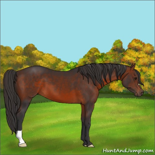 Horse Color:Brown 