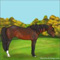 Horse Color:Brown 