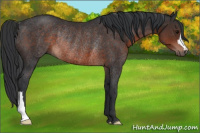 Horse Color:Brown Rabicano 
