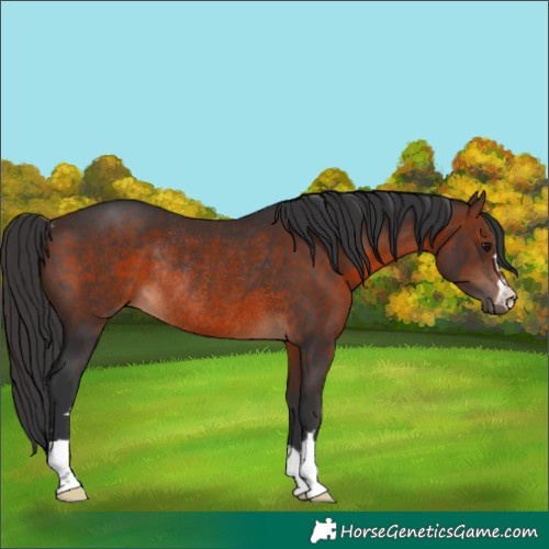 Horse Color:Brown Rabicano 