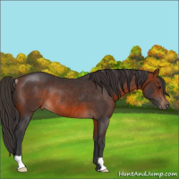 Horse Color:Bay Rabicano 