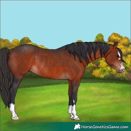 Horse Color:Bay Rabicano 