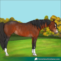 Horse Color:Bay Rabicano 
