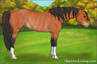 Horse Color:Bay Rabicano 
