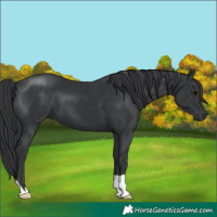 Horse Color:Black 