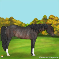 Horse Color:Brown Rabicano 