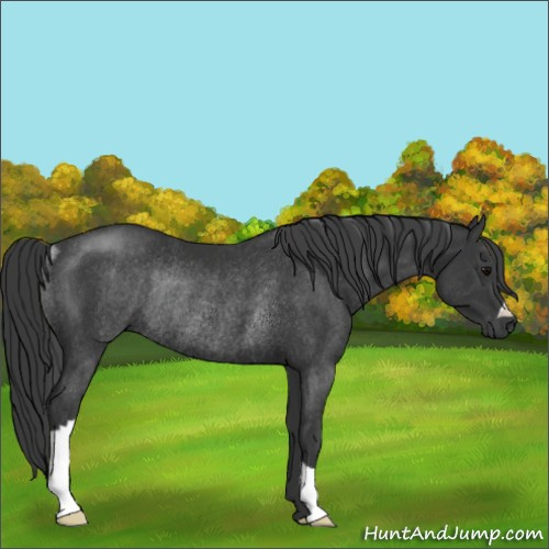 Horse Color:Black Rabicano 