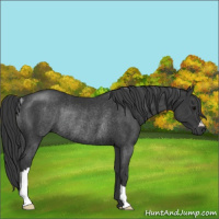 Horse Color:Black Rabicano