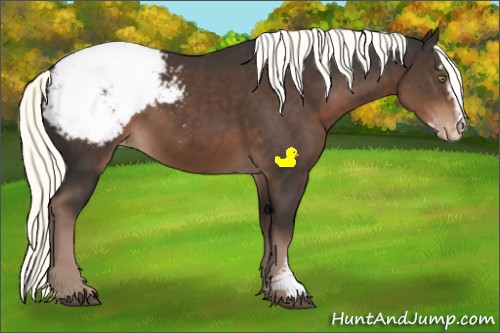 Horse Color:Liver Chestnut Mushroom Sabino Appaloosa 