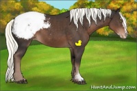 Horse Color:Liver Chestnut Mushroom Sabino Appaloosa 